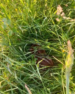 Faon de chevreuil caché dans une prairie avant la fauche agricole détecté grâce au drone thermique