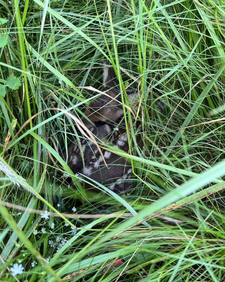 Sauvetage des faons par drone en Occitanie Drone Solutions 31